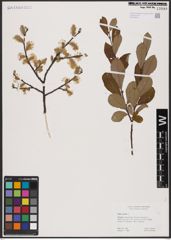 Foto von Salix aurita L.